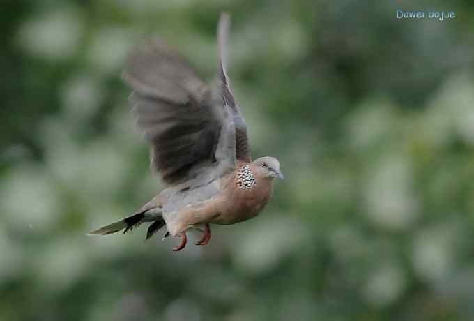 黑卷尾和疑似灰暗鹃鵙(雌) 黑卷尾和疑似灰暗鹃鵙(雌)