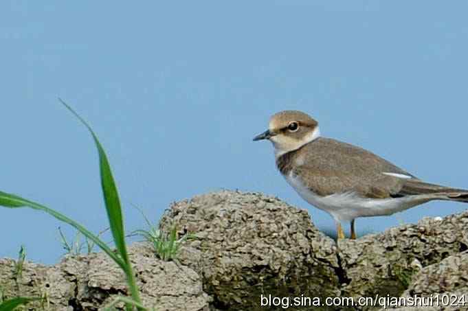 沙河水库.可爱小鸟环颈鸻