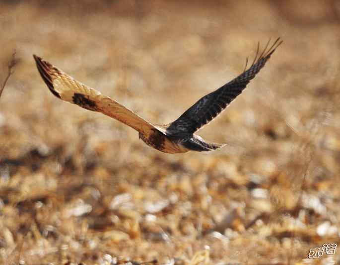 白河峡谷 wbr路 wbr大鵟吞鼠 白河峡谷 wbr路 wbr大鵟吞鼠