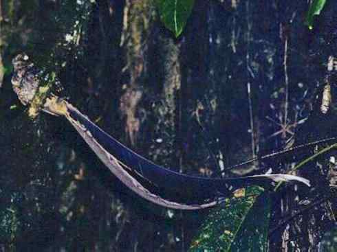 猎奇：长尾鸟雀（咬鹃和寿带鸟）