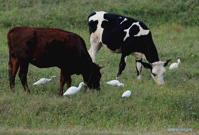 牛鹭两相伴 wbr景鸟一镜收 牛鹭两相伴 wbr景鸟一镜收