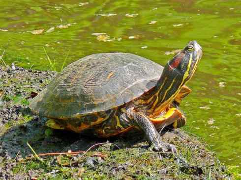 玄武：传说的兽原型探秘（水龟）