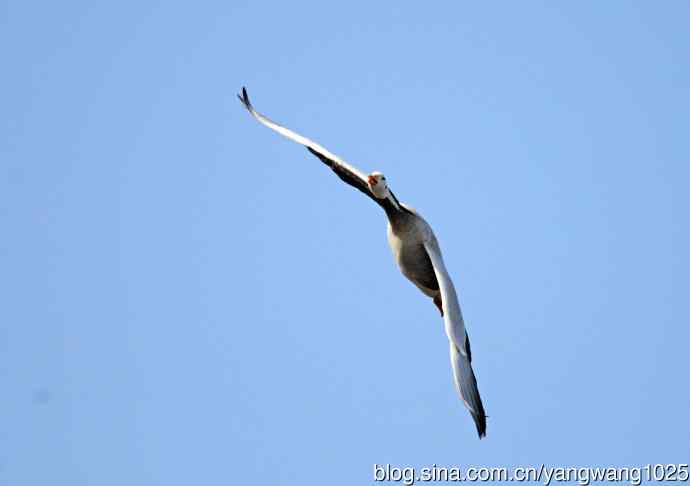 斑头雁（抓拍）14