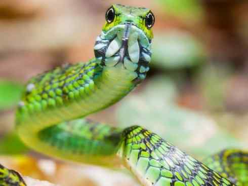 龙:传说的兽原型探秘(树蛇类) 龙:传说的兽原型探秘(树蛇类)