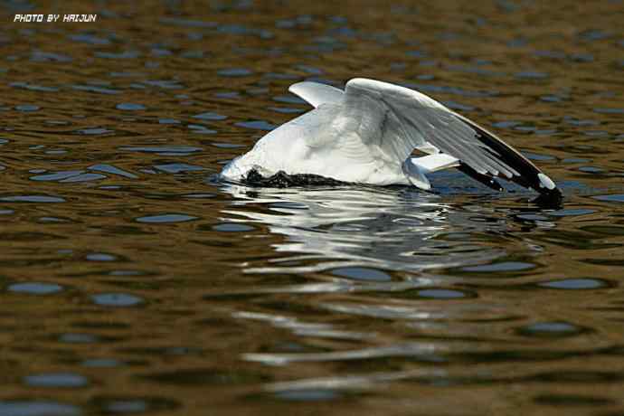 秋实（鹤鹬 wbr遗鸥 wbr扇尾沙锥 wbr金斑鸻）
