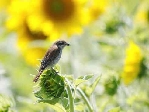 天生猎手：非猛禽类猎手之二（雀鸟也是屠夫——伯劳）