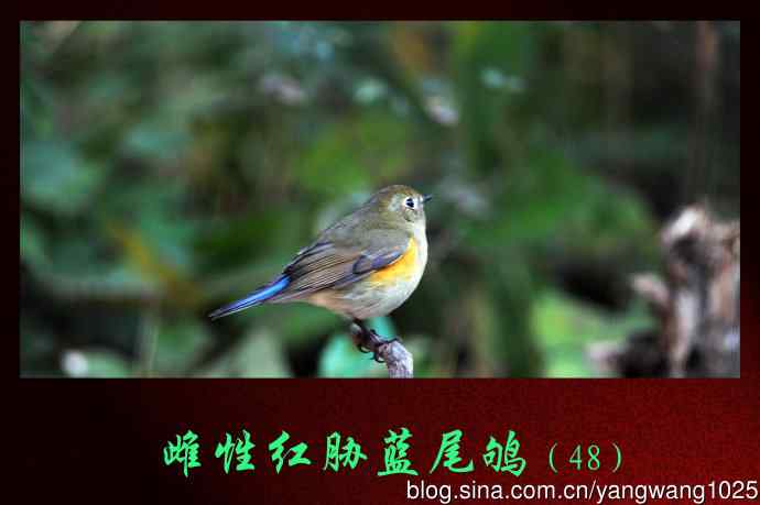 雌性红胁蓝尾鸲(48) 雌性红胁蓝尾鸲(48)