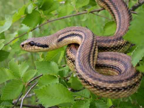 龙:传说的兽原型探秘(游蛇类) 龙:传说的兽原型探秘(游蛇类)