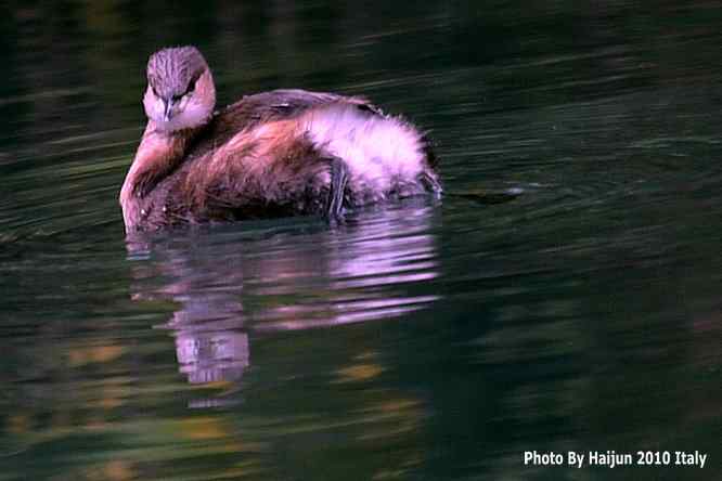 【亚平宁半岛之旅 wbr. wbr鸟鸟猎摄】