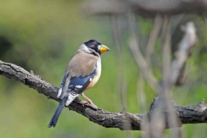 雄性黑尾蜡嘴雀（3）