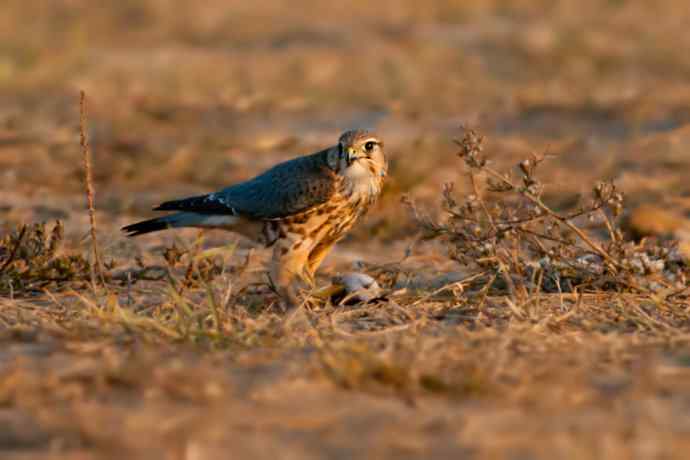 灰背隼：节日野鸭湖的唯一记录