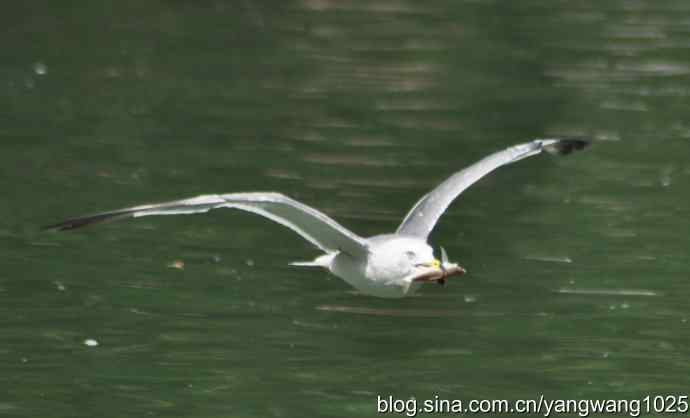 飞（海鸥与夜鹭） wbr2