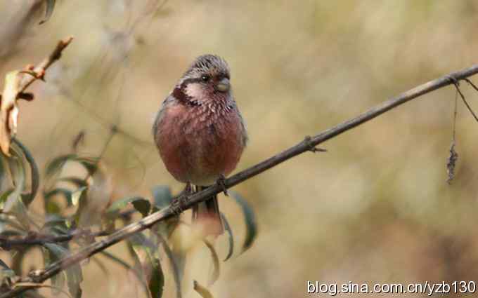 求鸟名（组图）
