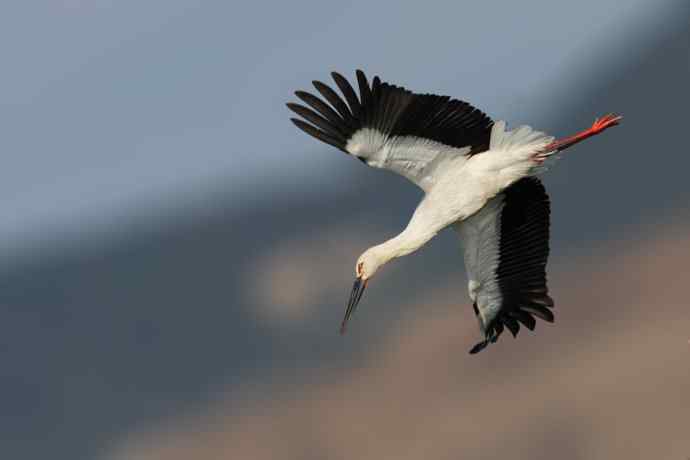 东方白鹳恭贺鈥溒飞 wbrTOP wbrLUX鈥澊罅返晔⒆捌裟