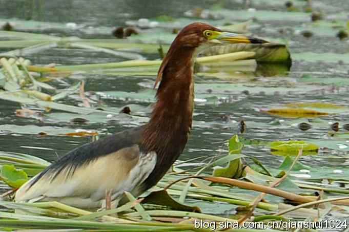 池鹭荷塘走秀(圆明园)*