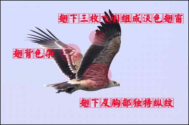 猛禽大全——中国东部地区27种迁徙类猛禽辨识