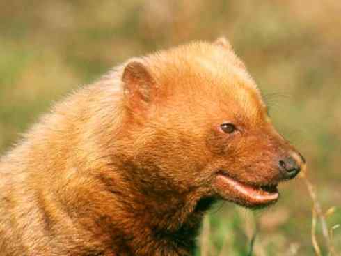 犬科：薮犬亚科薮犬属之薮犬