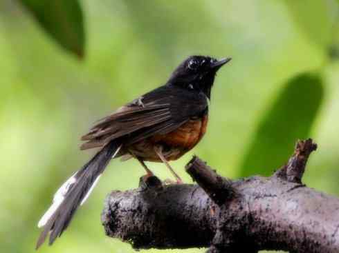 家禽驯化之源之二十五（绣眼鸟、鹊鸲四喜）