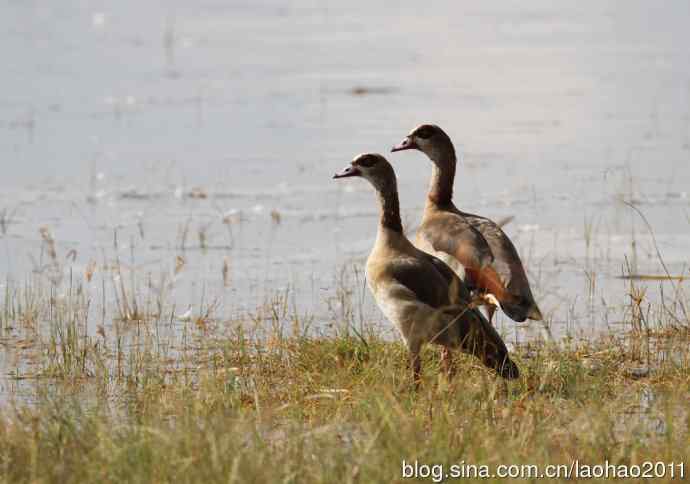撮堆儿 wbr肯尼亚的鸟儿