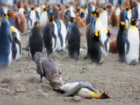 天生猎手：非猛禽类猎手之四（荒漠猎手走鹃）