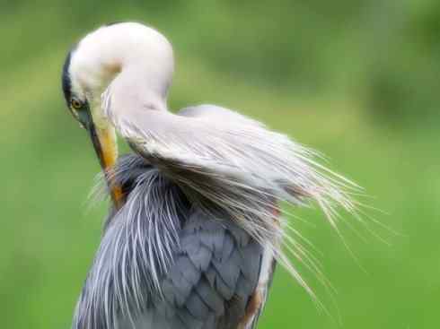 天生猎手：非猛禽类猎手之六（重量级的杀手——大型鹭鸟）