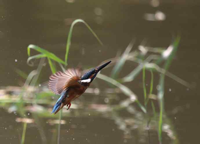220.可爱小翠--飞姿图