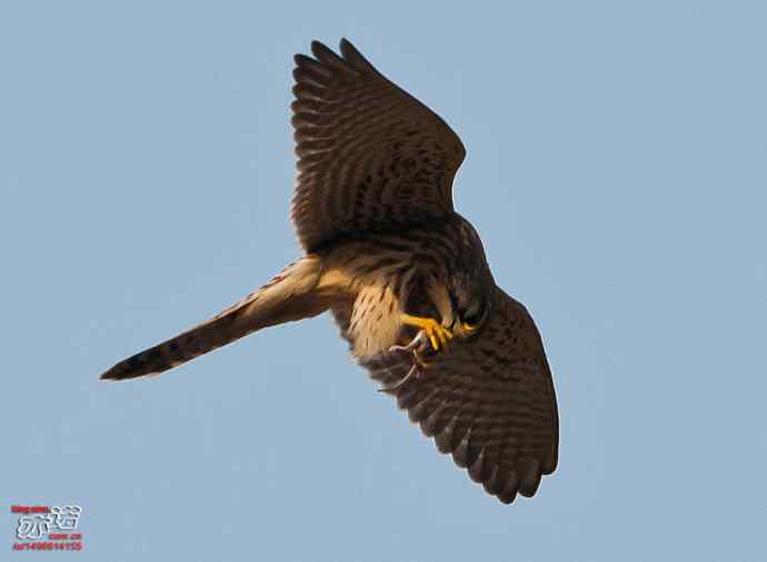 官厅水库&nbsp;wbr路&nbsp;wbr难得一见之红隼空中吃鼠