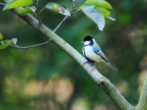 家禽驯化之源之二十六