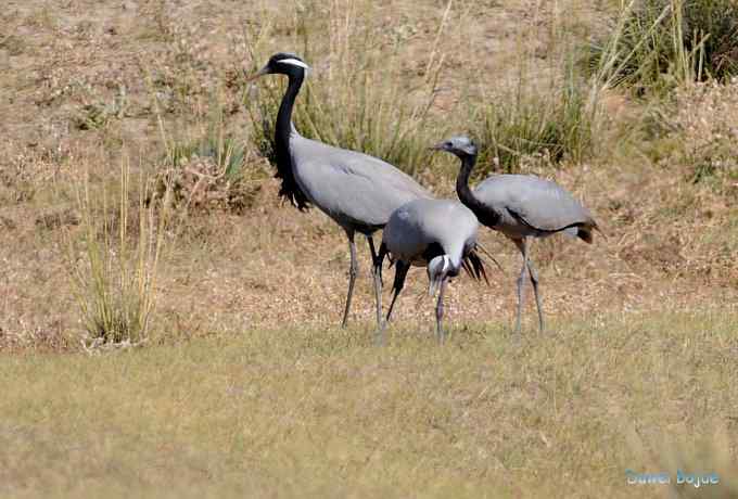 达里诺尔湖的蓑羽鹤