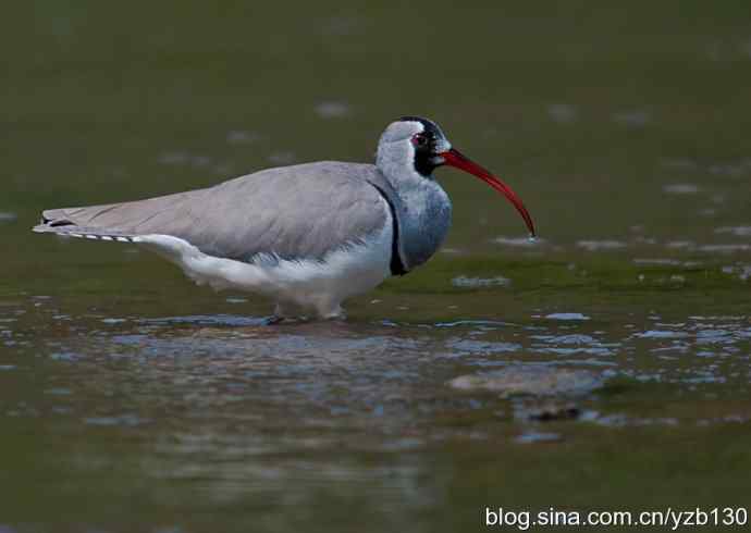 游白河峡谷，观鹮嘴鹬起落飞舞（组图，16张图片）