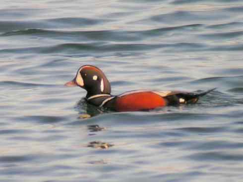 雁鸭之最之六（丑鸭、秋沙鸭、花脸鸭、针尾鸭）