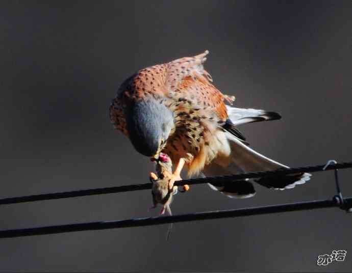 红隼吞鼠全记录（之一）