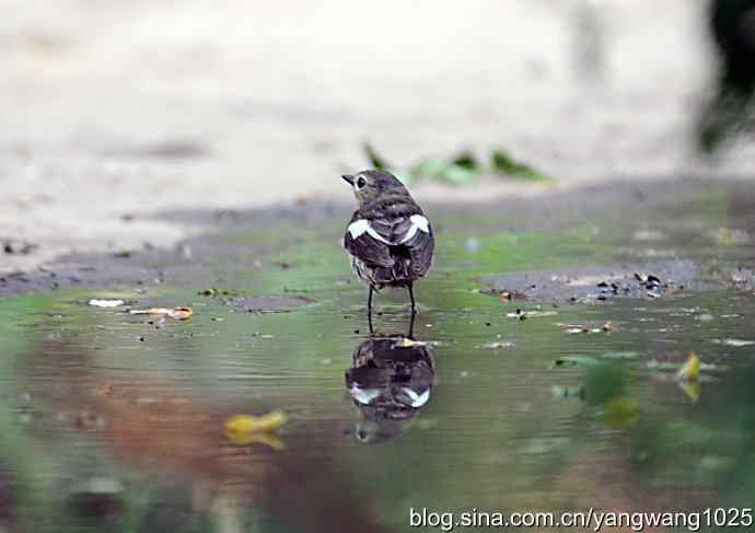 白眉姬鹟（雌）