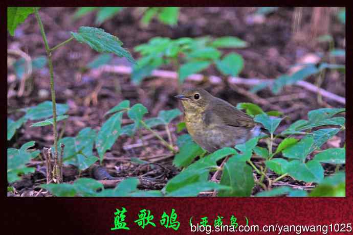 蓝歌鸲（亚成鸟）