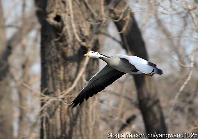 飞（斑头雁）