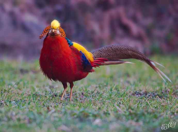 红腹锦鸡 wbr路 wbr有望当选为国鸟的鸟 红腹锦鸡 wbr路 wbr有望当选为国鸟的鸟