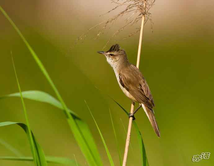 衡水湖&nbsp;wbr路&nbsp;wbr东方大苇莺