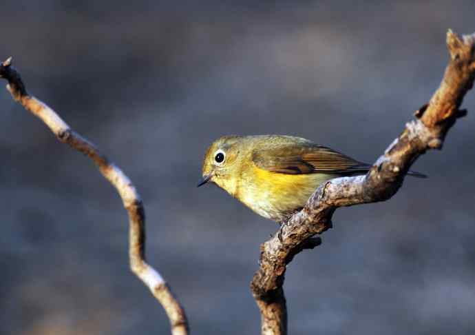 雌性红胁蓝尾鸲(21) 雌性红胁蓝尾鸲(21)