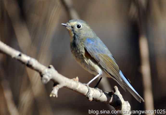 雄性红肋蓝尾鸲 wbr1