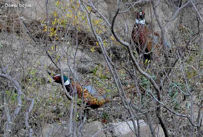 永定河湿地观鸟秋游