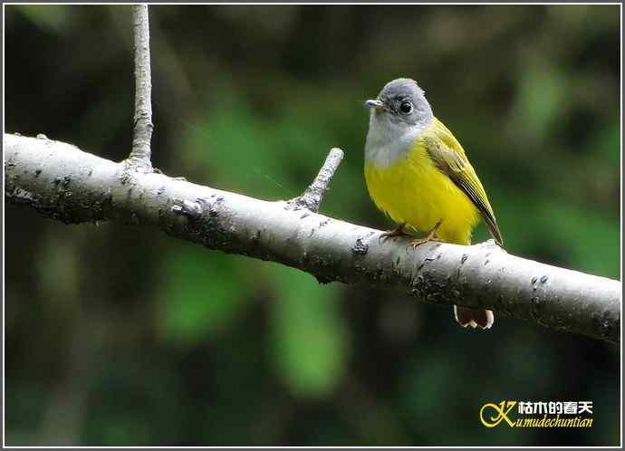 小鸟鈥湻轿阐l鈥潯菊掌