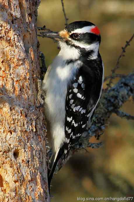毛发啄木鸟（3）