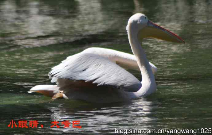 再拍大鹈鹕 wbr wbr1