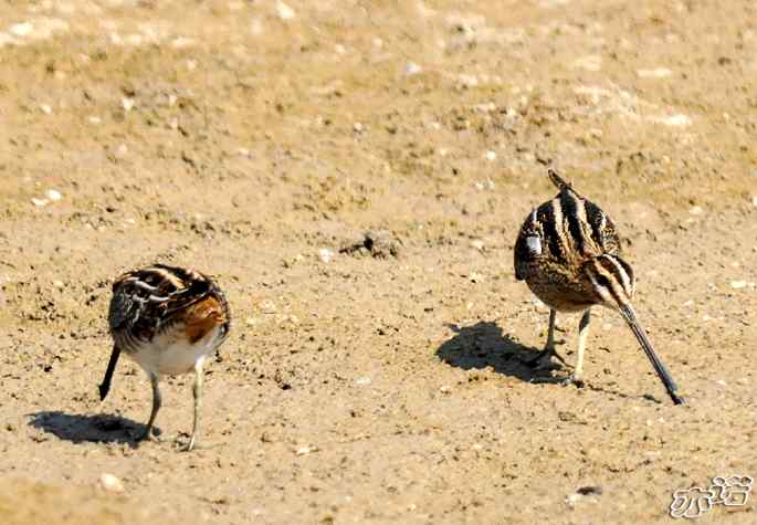 圆明园&nbsp;wbr路&nbsp;wbr扇尾沙锥和针尾沙锥