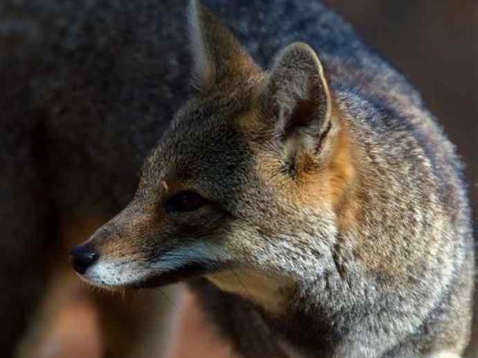 犬科：狐亚科伪狐属之高地狐、河狐、秘鲁狐