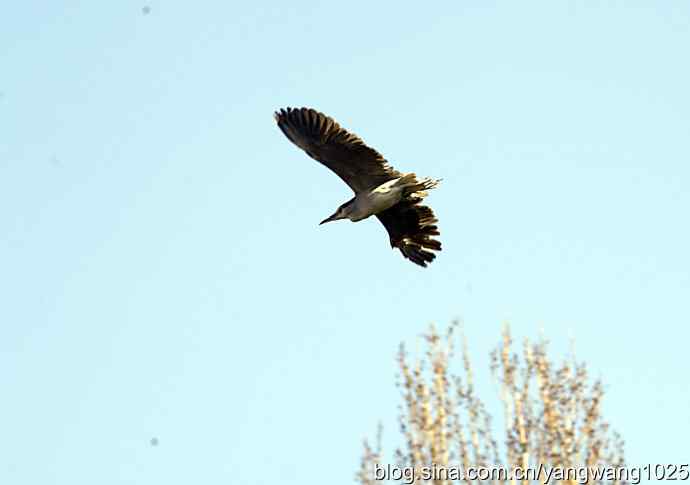 飞(夜鹭)12 飞(夜鹭)12