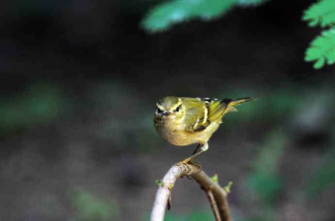 黄眉柳莺（16）