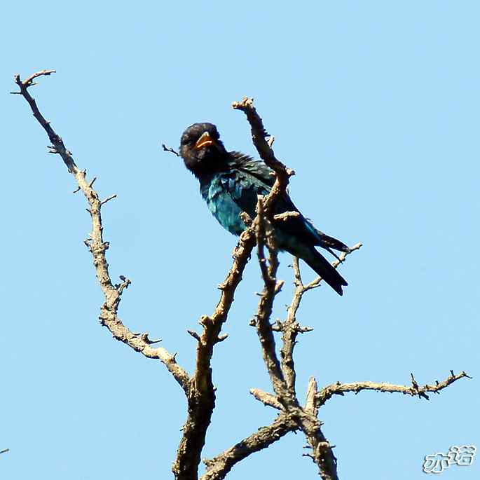 圆明园&nbsp;wbr路&nbsp;wbr初识三宝鸟