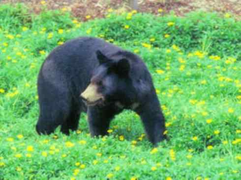 十大喜食蜂蜜动物：黑熊
