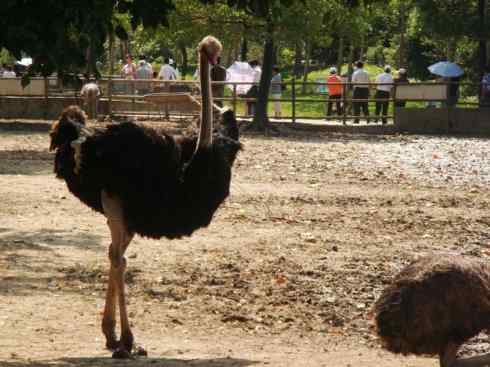 家禽驯化之源之十二 家禽驯化之源之十二